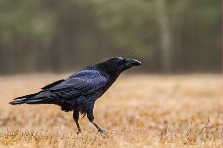 一种清算图霍尔斯基3月在BoryTucholskie公园的一个中森林清扫场上坐着的RavenCorvusCorax明显可见强大的背景图片