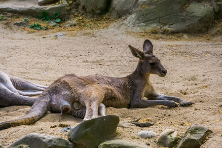 东袋鼠男子在沙滩上躺下的肖像可见生殖器澳大利亚的马苏比灰色可爱草食图片