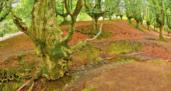 OtzarretaBeech森林戈尔贝亚自然公园比兹卡亚巴斯克西班牙欧洲生物多样健康景观图片