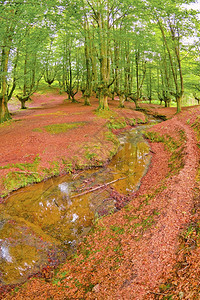 淡水荒野景观OtzarretaBeech森林戈尔贝亚自然公园比兹卡亚巴斯克西班牙欧洲图片