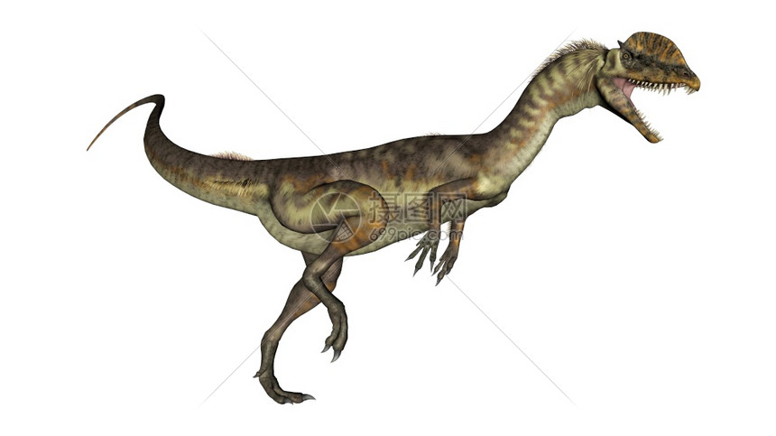 原始灰色的白二龙恐在白色背景中孤立地咆哮3D使二龙恐咆哮3D图片