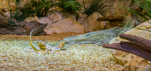 澳大利亚人鬣蜥两只中央长胡子龙蜥蜴互相顶躺爬行动物结合来自澳洲的爬行动物大胡子图片