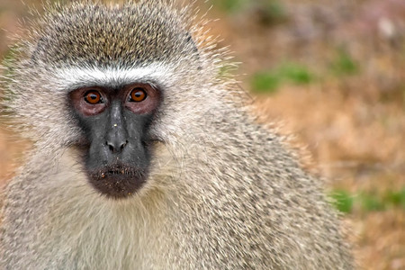 南非克鲁格公园克鲁格公园南非洲游猴荒芜之地生态旅游荒野图片