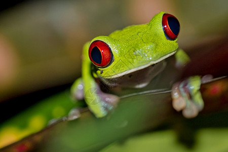生态系统红眼树青蛙阿加利赫尼斯喀米地亚热带雨林科瓦多公园奥萨保护区半岛哥斯达黎加中美洲荒芜之地生态图片