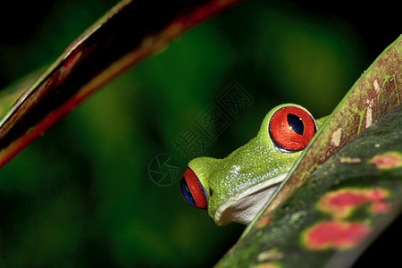 历史生物群落荒野红眼树青蛙阿加利赫尼斯喀米地亚热带雨林科瓦多公园奥萨保护区半岛哥斯达黎加中美洲图片