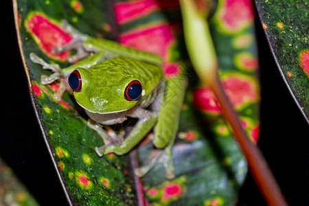 红眼树青蛙阿加利赫尼斯喀米地亚热带雨林科瓦多公园奥萨保护区半岛哥斯达黎加中美洲动物群野生森林图片