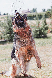 外部热的口渴狗饮用喷洒水狗在花园中热暑假时自己玩水真实的时刻情况动物图片