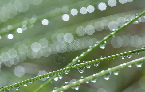 叶子湿的植物草与雨滴浇水坪雨模糊背景与水滴特写环境概念草与雨滴浇灌坪自然图片