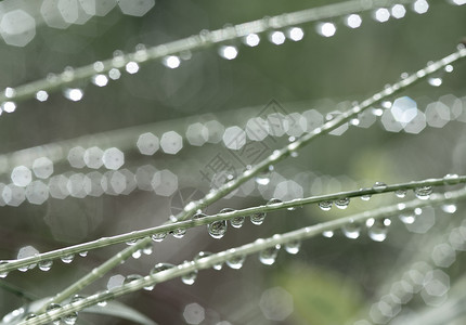 新鲜草与雨滴浇水坪雨模糊背景与水滴特写环境概念草与雨滴浇灌坪自然环境概念露草原图片