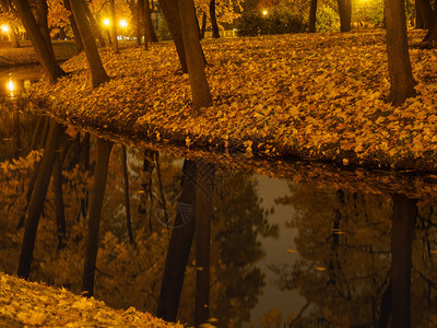 电胡同夜里在城市公园拍摄河水森林图片