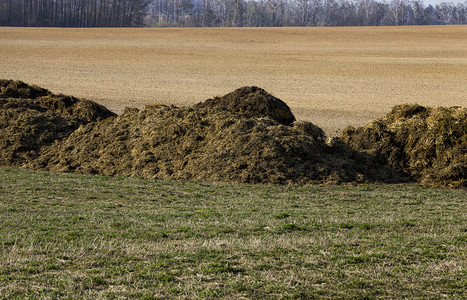 乡村的好畜牧业牛在农田里的粪肥一堆天然料使田地上的土壤肥从奶牛那里获得丰收的产品和蔬菜肥料图片
