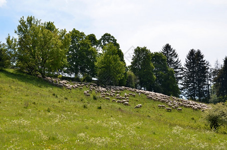 休息草地牧羊群在山上放环境图片