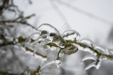 冬季冷冻雨之后的冰川树分支完全封装在玻璃中抽象的草乡村图片