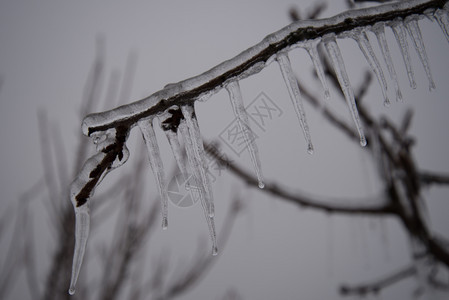 圣诞节冬季冷冻雨之后的冰川树分支完全封装在玻璃中晚上气候图片