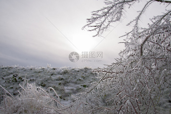 冬季冷冻雨之后的冰川树分支完全封装在玻璃中透明晚上圣诞节图片