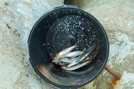桶里的鲱鱼底刚钓到的鱼桶底刚钓到的鱼桶里鲱一种塑料美味的图片