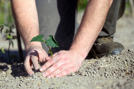 人手握着种子树在土壤中植高品质的光照人手持有种子树在土壤中植生活发芽环境图片
