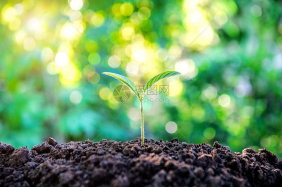 树苗种植子自然生长的年轻植物图片