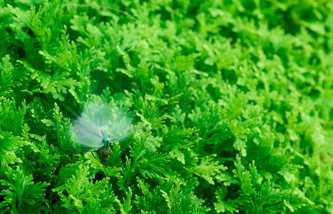 自动草坪喷洒灭水器用浇灌绿色植物Sprinkler配有自动系统的园林灌溉为草地Sprinkler系统供水维护服务新鲜的土地住宅图片