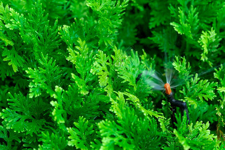 园林绿化场地自动草坪喷洒灭水器用浇灌绿色植物Sprinkler配有自动系统的园林灌溉为草地Sprinkler系统供水维护服务住宅图片