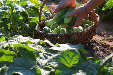 农民手握在篮子中新鲜收获的黄瓜割园艺产品种植蔬菜农场工人生态图片