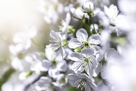 颜色白樱桃花特写盛开的樱桃树在花园里白樱桃特写自然瓣图片