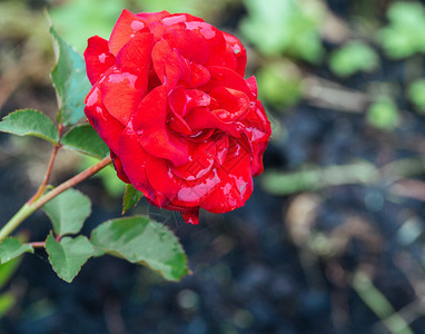天气玫瑰花瓣上雨水滴之后花园中的红玫瑰色芽和叶子上滴水的红树图象衬套美丽图片
