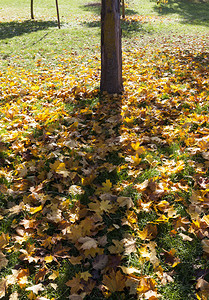 阳光美丽的十月秋季种植树干在草地上生长树干秋天从枯木瓜小枝和其他干中落叶图片
