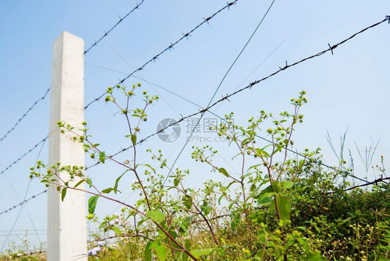 门刺网和以蓝天空为背景的野草禁止图片