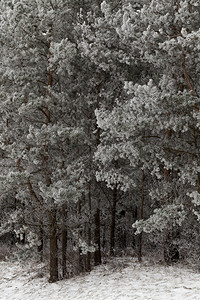 点亮分支冬季松针上露出白胡萝卜在松树针上闪耀着冰霜明亮地图片