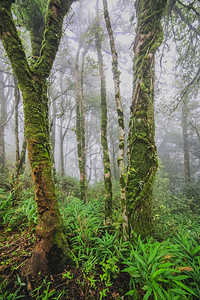 早晨泰国热带雨林植物的美丽景色塔里亚热带雨林树木场景图片