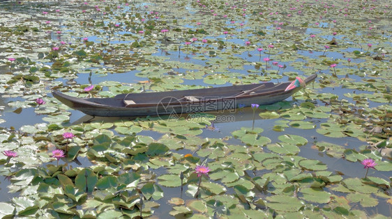 池塘宁静湖上一艘小木船有莲花背景旅行图片