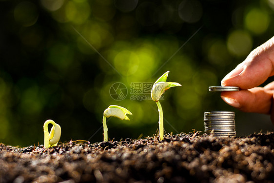 收益男人的手把硬币捡起来堆叠在一三个幼苗在生长成功钱图片