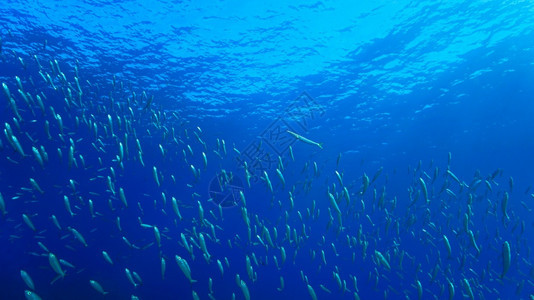 深蓝海的鱼类学校阳光特内里费正念图片