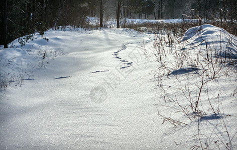 打印冬季清晨森林雪上动物的踪迹选择焦点在雪中的动物足迹在雪中阴影寒冷的图片