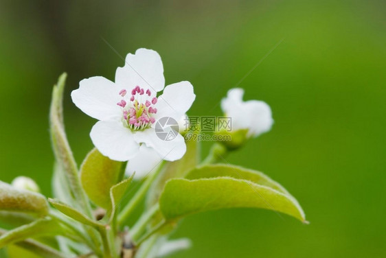 夏天盛开春的梨花生活图片