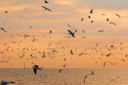 海鸥在日落时飞翔的休眠太阳鸟类自由图片