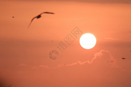 景观海洋鸥在日落时飞翔的休眠颜色图片