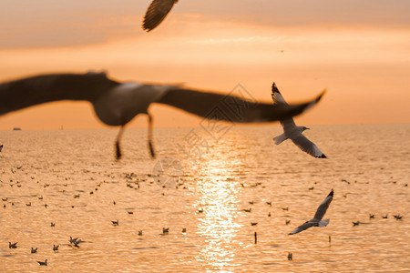 夏天美丽的鸟海鸥在日落时飞翔的休眠图片