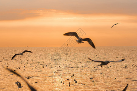 金的海鸥在日落时飞翔的休眠太阳轮廓图片