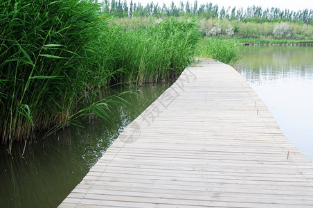 森林老的方向水中一座木桥的景观图片