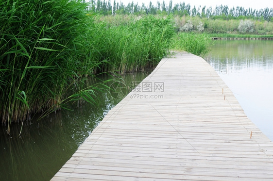森林老的方向水中一座木桥的景观图片