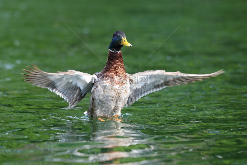 绿色野鸭公Aasplatyrhynchos在水面上扩张翅膀自然禽类图片