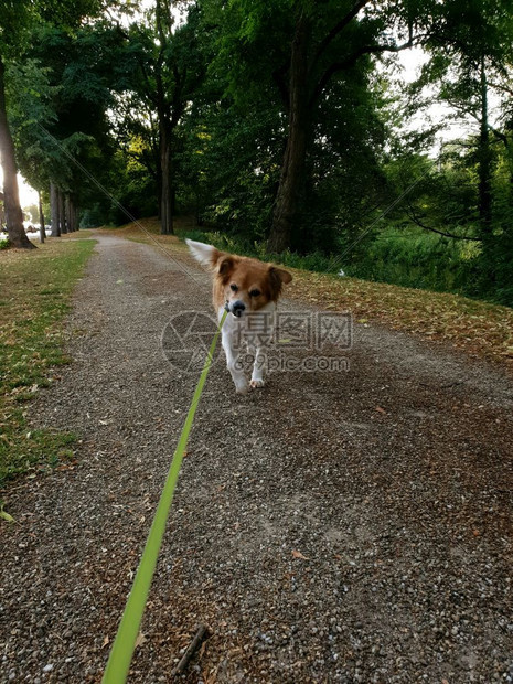 主人带着狗在公园里散步听话的宠物和他主人可爱比格犬纯种秋天图片