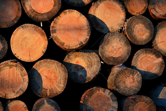 户外树日志落时冬季森林中的木用于供暖图片