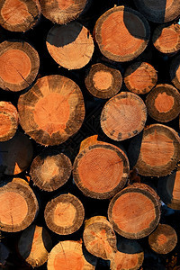 质地桩环境日落时冬季森林中的木用于供暖图片