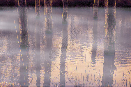 环境支柱沼泽地貌有风雨树干和许多雾美丽的自然背景湖图片