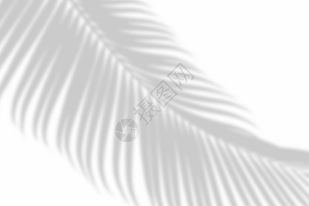 轮廓春天自然白色墙底黑背景的影子棕榈叶抽象摘要Blackandwhite图片