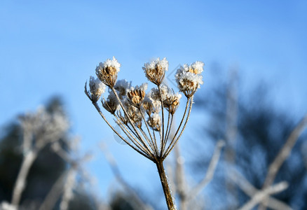 晴天冬季雪覆盖的草地荨麻霜图片