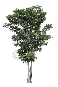植物学白色背景上隔离的树木用于设计并有剪切路径的热带树和小路绿化图片